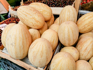 Big ripe yellow melons on the counter farm market. High in vitamins A and C, American “cantaloupes” are some of the most nutritious melons. The Yellow melon has an oval shape.