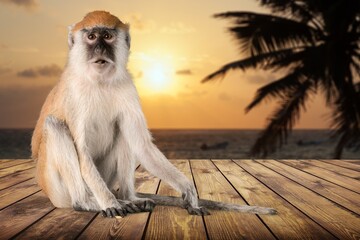 Cute small monkey animal on desk