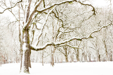 Oak trees covered with snow after a storm in Bush's Pasture Park, Salem, Oregon.