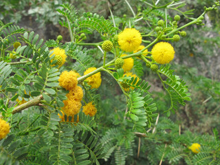 Mimosa branch with bright yellow fluffy flowers in the vicinity of Taormina, Sicily, Italy