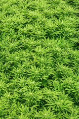 Cannabis in a Government Approved Grow Op