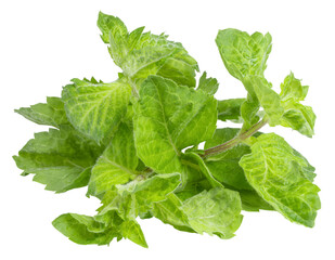 Fresh mint leaves isolated on white  background