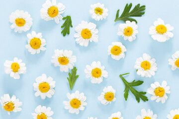Daisy pattern. Flat lay spring and summer chamomile flowers on a blue background.Top view