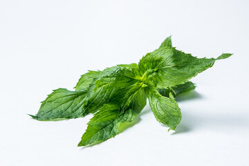 Mint green on a white background. Fresh mint leaves