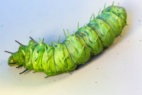 A large green caterpillar crawls on a white ground.