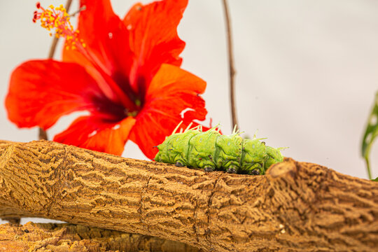 A large green worm crawls near the red flower.
