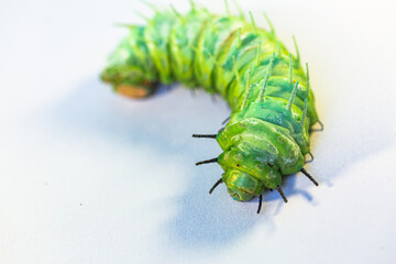 A large green caterpillar crawls on a white ground.