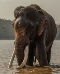 Fototapeta na wymiar an indian elephant with big tusks