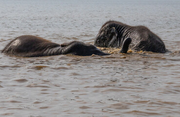 Fototapeta premium two elephant enjoying and taking bath in a river