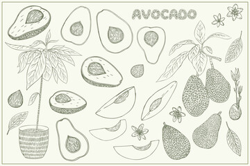 Avocado hand drawn set. Vector illustration. Whole avocado, sliced pieces, half, leaf and seed sketch. Avocado growth. 