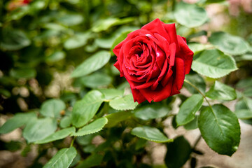 Czerwona róża w ogrodzie
