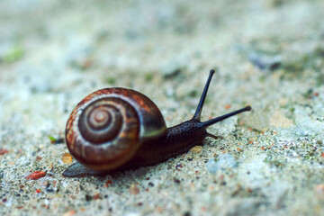 Creeping grape snail in magnification