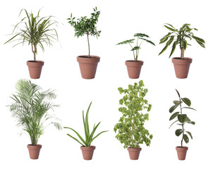 Set of different houseplants in flower pots on white background