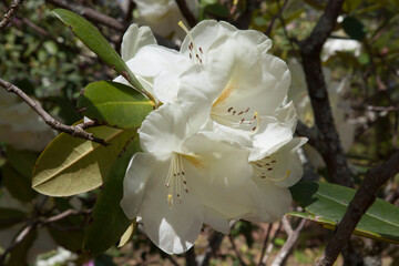 Azalea blooming in the sunshine