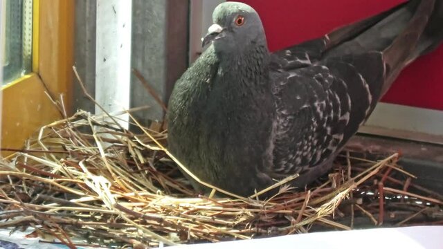 Close up of one common city dove hatching its eggs on the nest. Columba livia domestica species. peace and love symbol