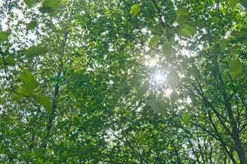 green leaves and sun