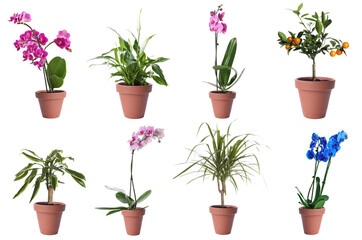 Set of different houseplants in flower pots on white background