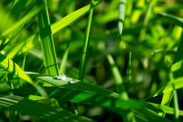 green grass with water drops
