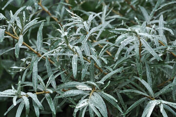 Rokitnik  Hippophae rhamnoides krzew liście z kroplami deszczu - obrazy, fototapety, plakaty