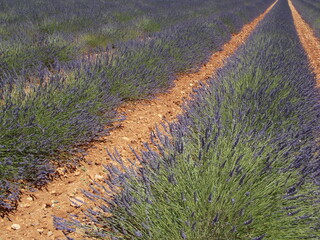 provence et lavande