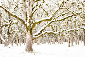 Oak trees covered with snow after a storm in Bush's Pasture Park, Salem, Oregon.