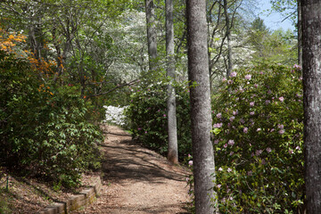 Path through Azalea bushes