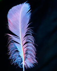 Swan feather on black background