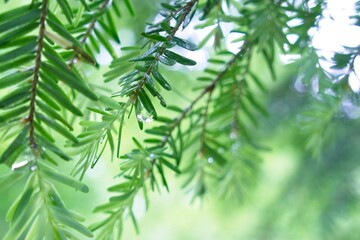 Fototapeta premium green leaves background