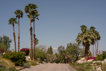 Palm Springs landscape with palm trees and mountains in the background