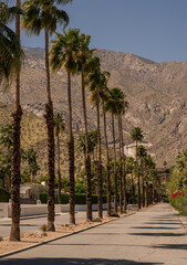 Palm trees along the road in Palm Springs California