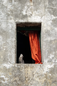 Un gato en la ventana