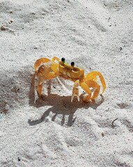 a small yellow crab crawls on white sand near the ocean, the sea on the beach under palm trees in the tropics, the jungle on the weekend on vacation, traveling