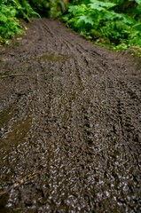 dirt road in the forest