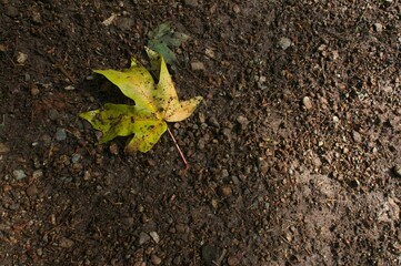 leaf on the ground