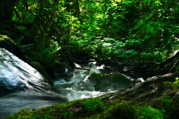 Obraz premium river in the forest