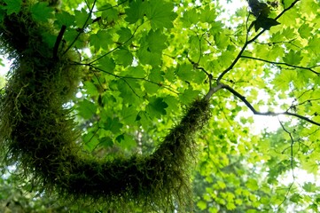 green leaves in sunlight