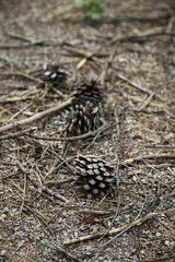 Pineapples dry pine in a forest