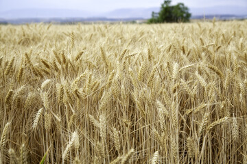 Wheat in a field