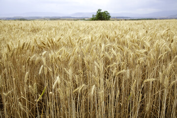 Wheat in a field