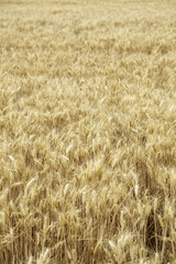 Wheat in a field