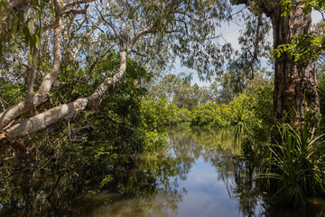 Fototapeta na wymiar A Typical Landscape in Australia's Northern Territories Wetlands