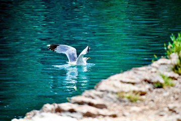 seagull flying down in the sea