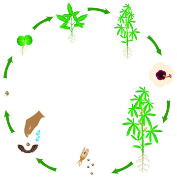 Life cycle of kenaf plant on a white background.