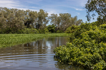 A Typical Landscape in Australia's Northern Territories Wetlands