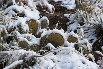 Prickly Pear Cactus covered with snow