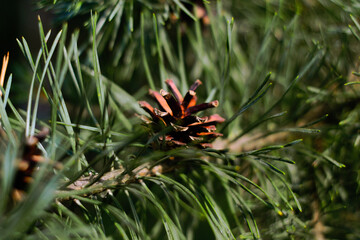 Naklejka na ściany i meble pine cones on a branch