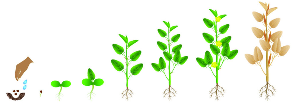 Cycle Of Growth Of Jute Plant On A White Background.