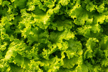 curly lettuce seen from above