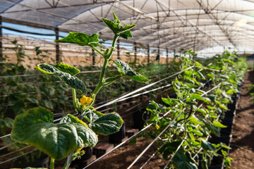 greenhouse with plant that produces cucumber