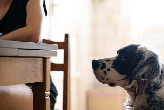 Curious black and white spotted English setter watching as unrecognizable woman sitting at table and eating in light kitchen of modern apartment